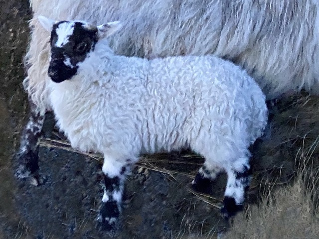 Lambs wool on the hoof