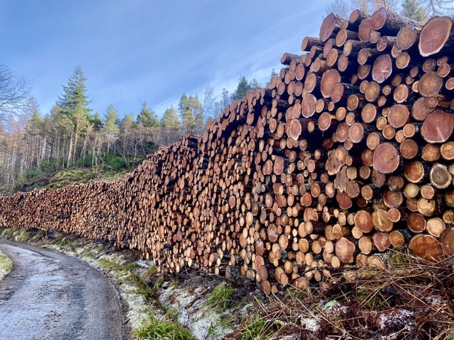 Finished cutting enough firewood to get through the winter