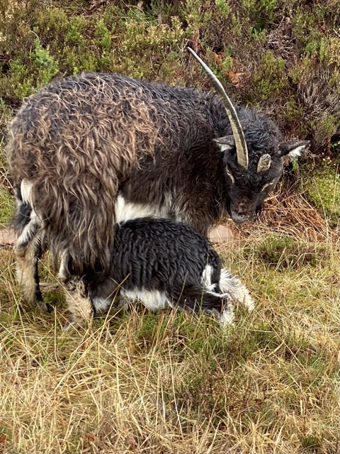 Roadside goats