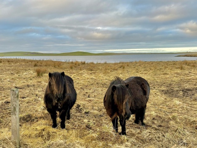 Didn't get to Shetland, but they sent us some ponies