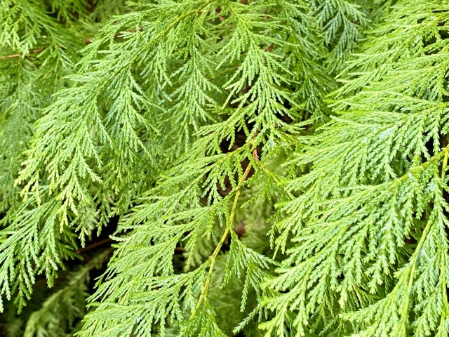 Red Cedar needles