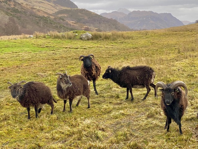 Highlands Soay Sheep are self-shearing.