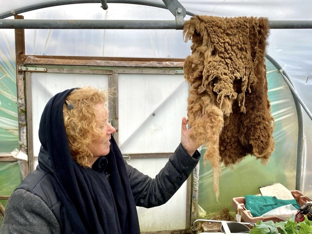 Examining the shed wool