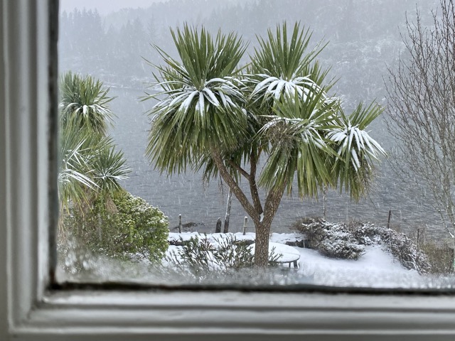 Snowy palms this morning