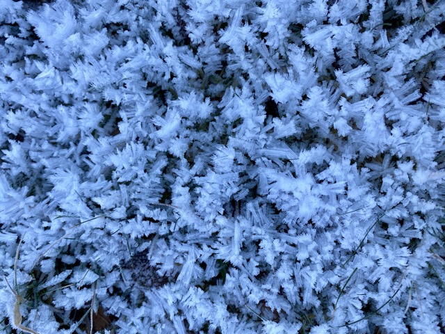 Hoar frost on the trail