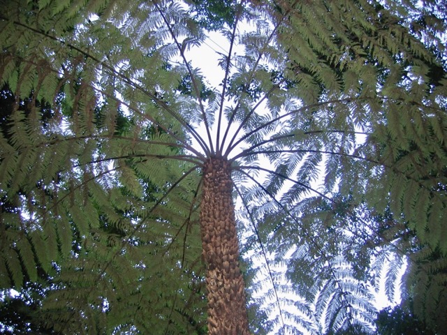 Under the canopy in New South Wales