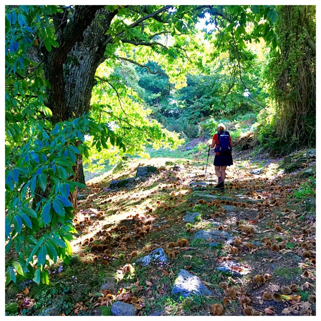 Chestnuts underfoot on a Pelion path