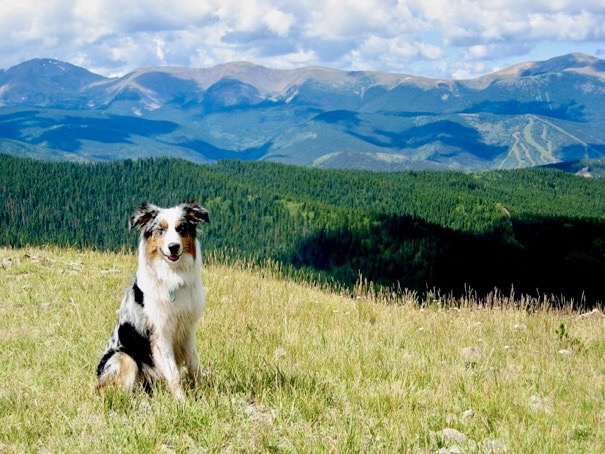 Our dog Merle in Custer County