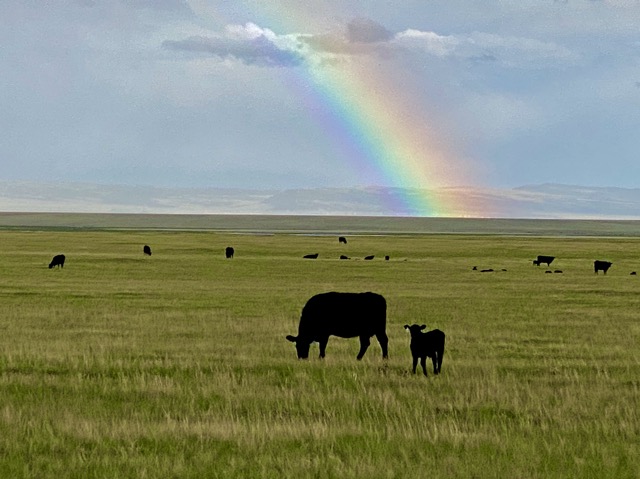 Wyoming rainbow