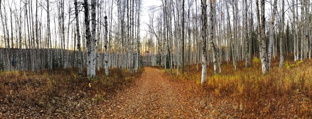 November forest near Fairbanks