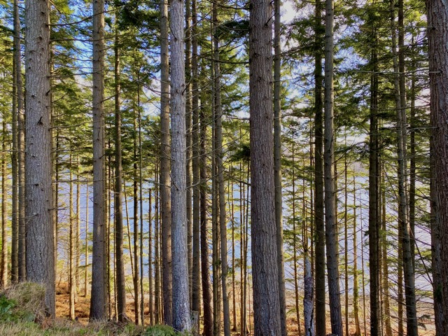 Red Cedar, high above Loch Carron